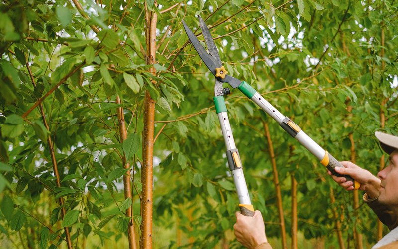 Tree trimming in Ballston Spa, NY